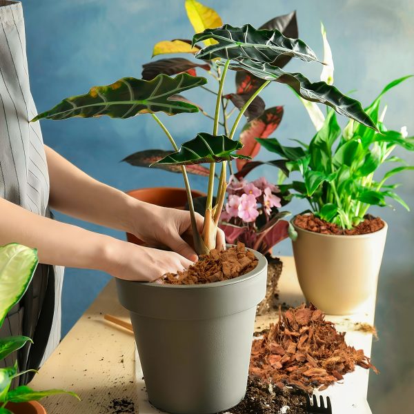 2u002f4u002f6 pack 100% coconut husk chips low ec & ph balanced, high expansion coco husk mulch for garden, flowers, herbs planting substrate with natural drainage & soil erosion control, flower plant support, highquality mulch