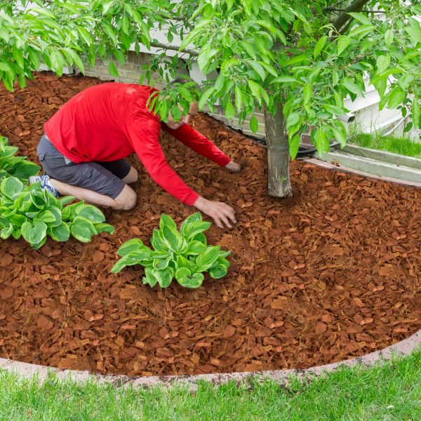 2u002f4u002f6 pack 100% coconut husk chips low ec & ph balanced, high expansion coco husk mulch for garden, flowers, herbs planting substrate with natural drainage & soil erosion control, flower plant support, highquality mulch